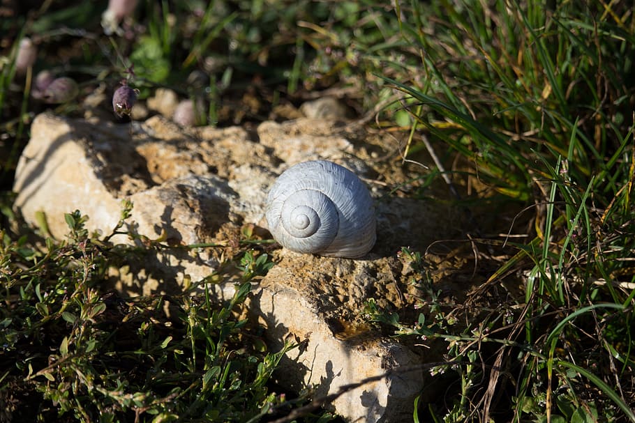 Shell, Snail, Stone, Meadow, one animal, animal themes, outdoors HD wallpaper