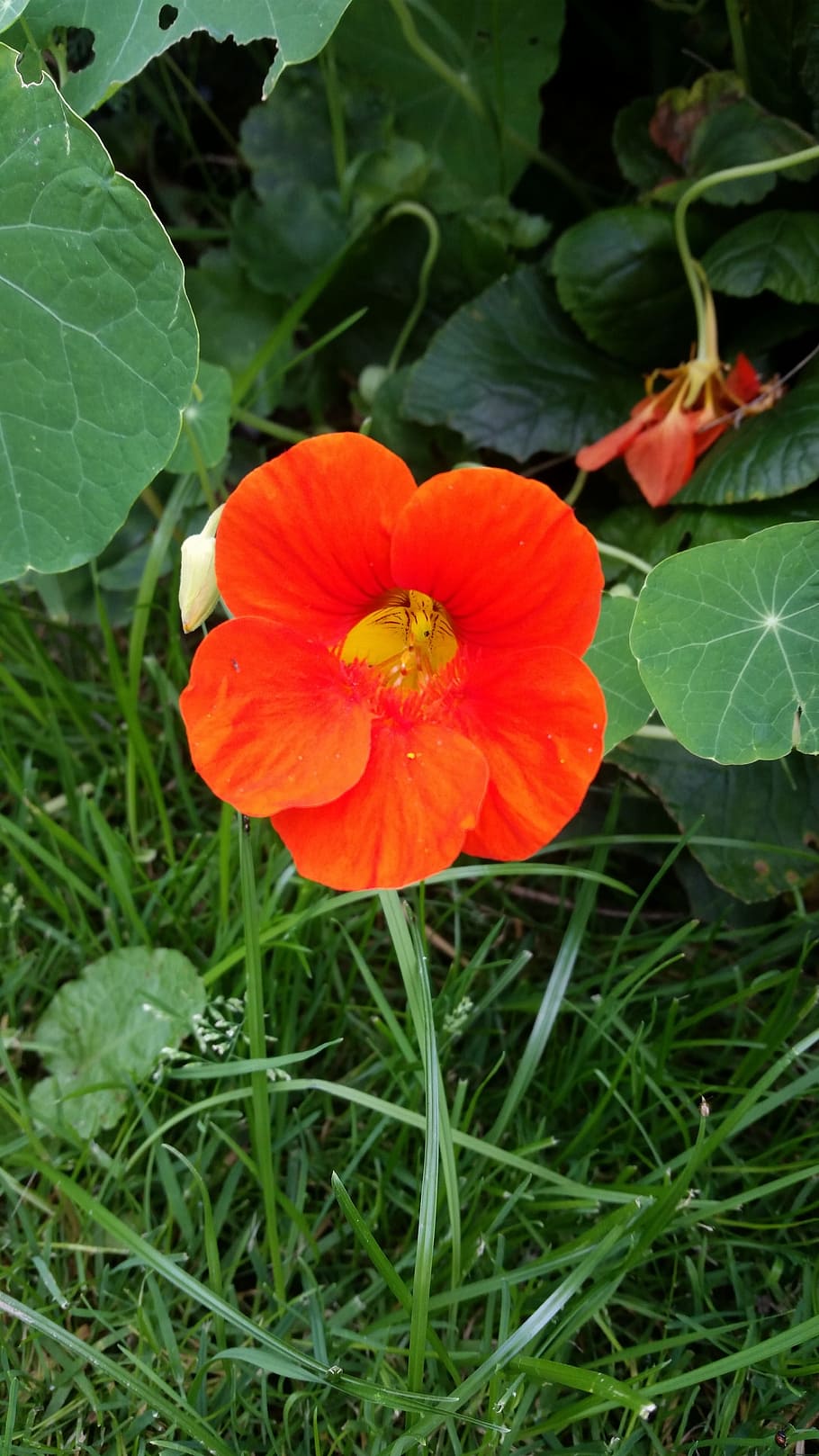 Page 2 | nasturtium 1080P, 2K, 4K, 5K HD wallpapers free download