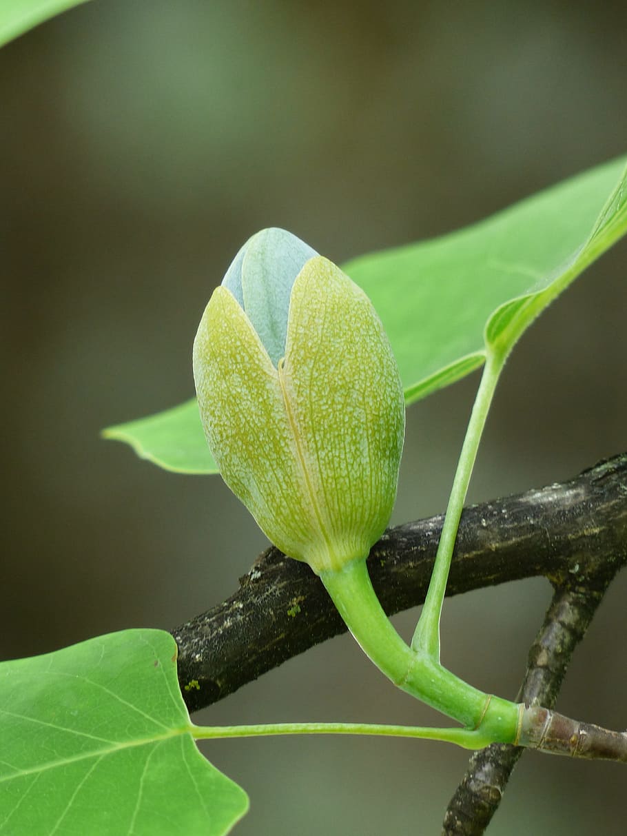 tulip tree, bud, go up, growth, liriodendron tulipifera, magnoliengewaechs HD wallpaper