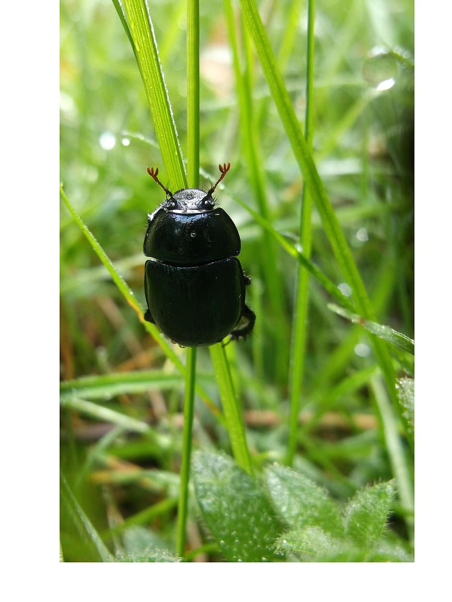 beetle, nature, macro, grass, forest, insect, green, panzer HD wallpaper