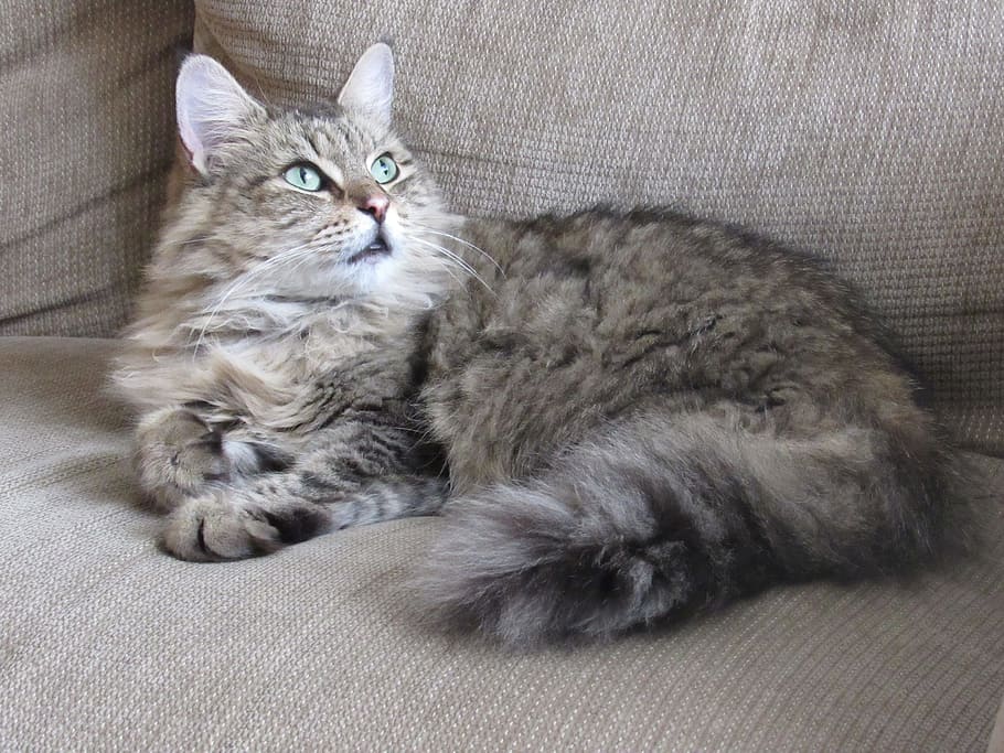 gray tabby cat, portrait, domestic, cute, pet, feline, kitty, HD wallpaper
