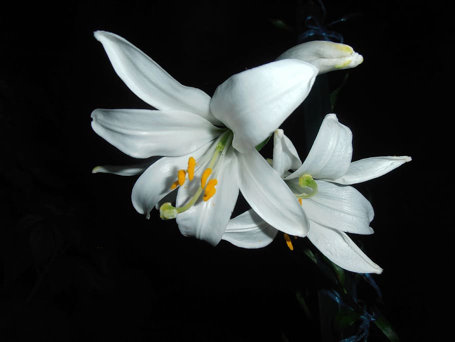 lily, white, flower, at night, flowering plant, freshness, fragility HD wallpaper