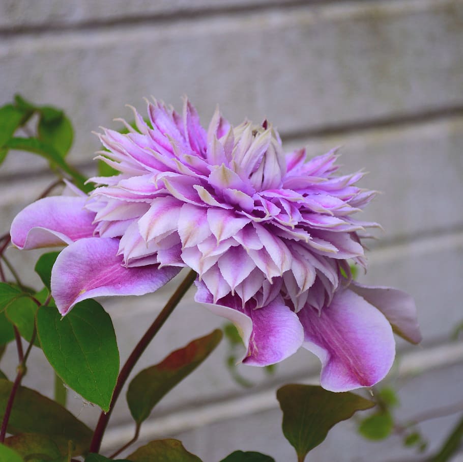clematis, josephine, climber, double, pink, flower, ruffled HD wallpaper