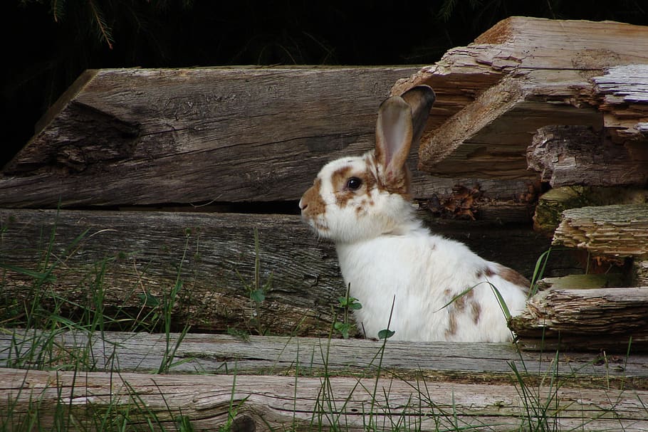 hare, cute, rabbit, nature, grass, pet, animal world, fur, sit HD wallpaper