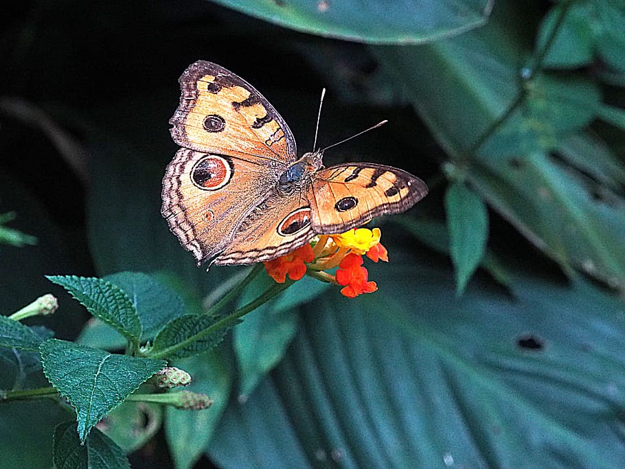 Butterfly, Insect, Bug, Spring, Color, flower, garden, one animal HD wallpaper