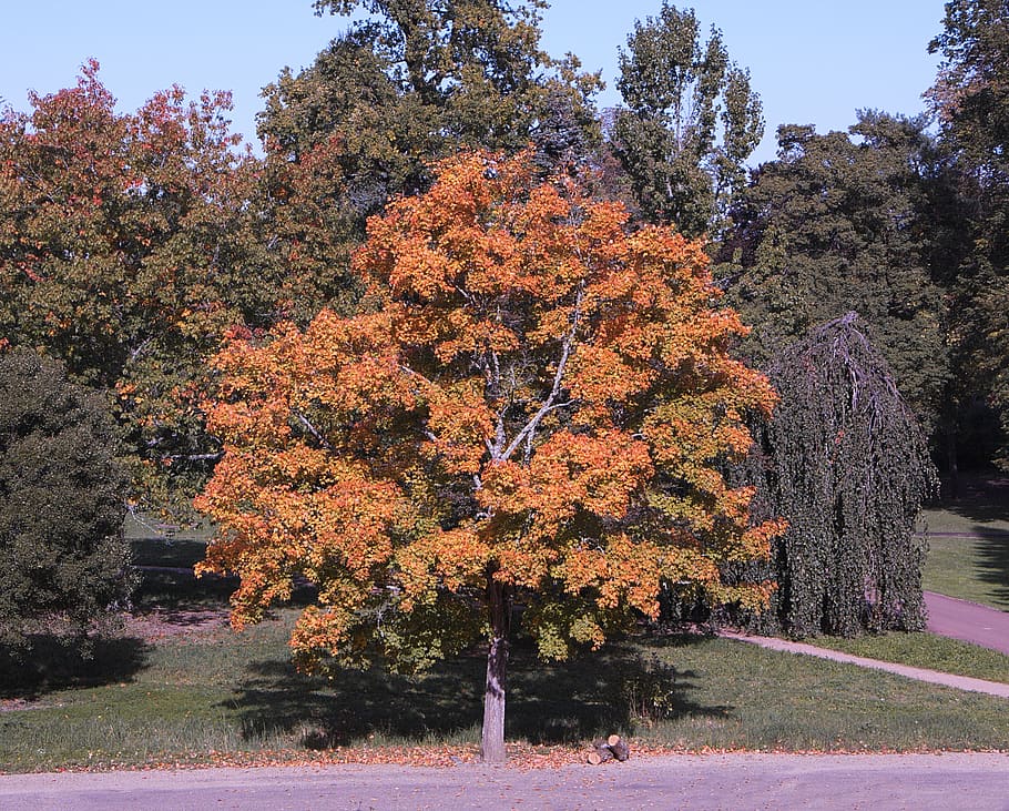 tree, fall, colors, gold, nature, doré, red, orange, parking