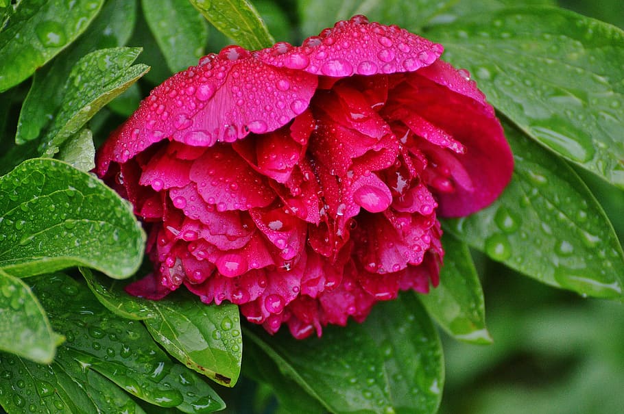 close-up photo of pink petaled flower with water dew, peony HD wallpaper