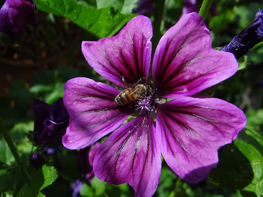 Flower, Bee, Garden, Insect, frühlingsanfang, blossom, bloom HD wallpaper