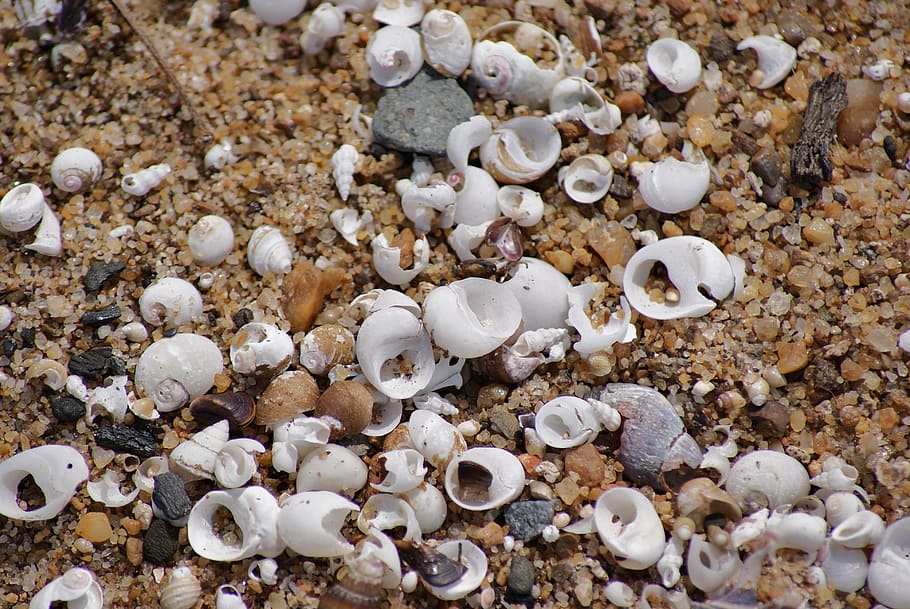beach, shells, sand, clam, summer, ocean, travel, sea shells, HD wallpaper