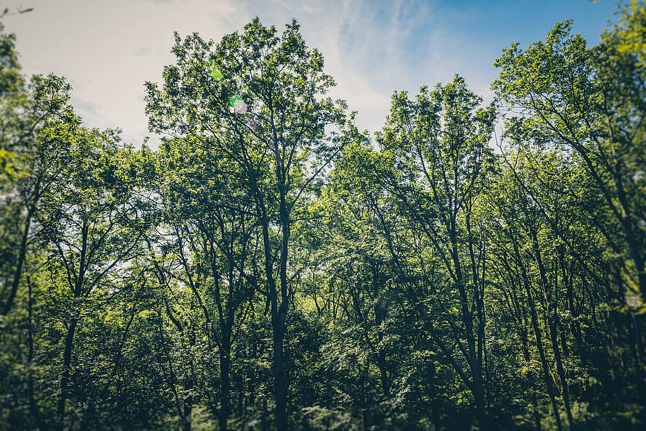 wood, dawn, landscape, nature, biotope, branches, bright, countryside HD wallpaper