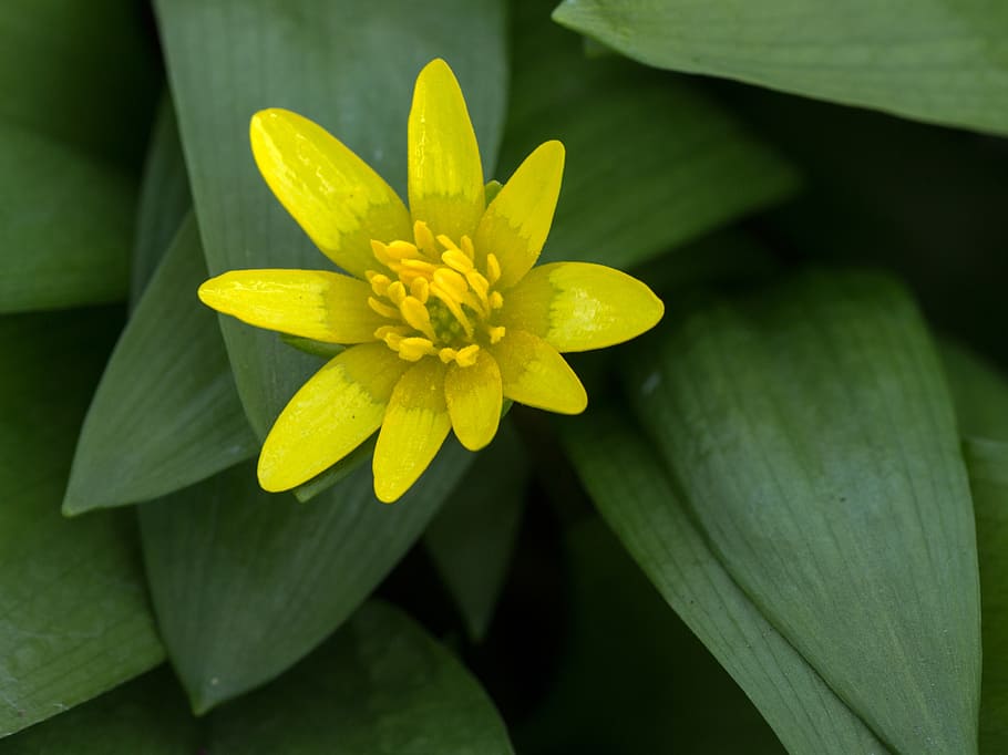 spring anemone, yellow, close, spring flower, macro, flowering plant HD wallpaper