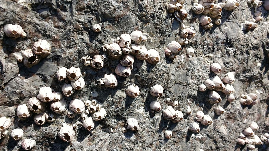 shells, rock, nature, stones, gray, of course, wall, white HD wallpaper
