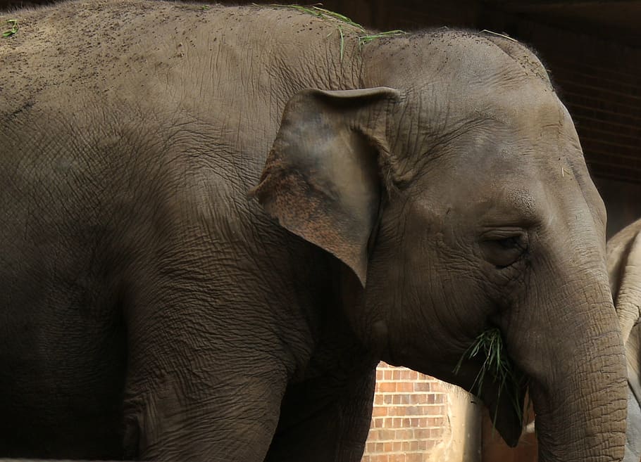 elephant, animal, rudi, zoo, africa, close, african bush elephant, HD wallpaper