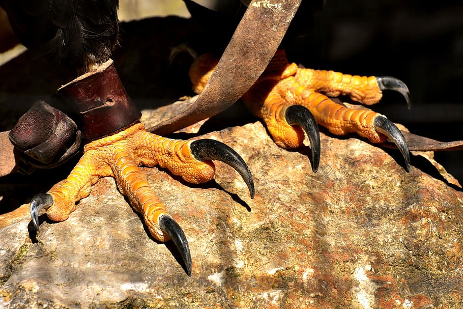 black bird on brown rock formation, adler, bald eagle, feet, claw, HD wallpaper