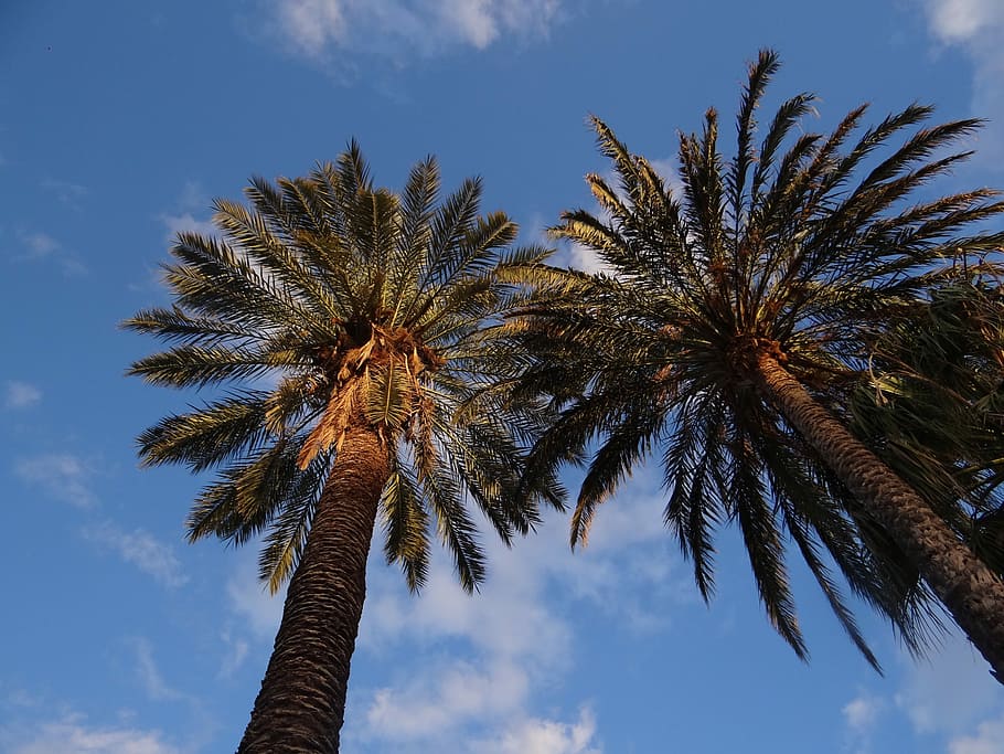 Palms, Nature, sky, tree, palm tree, low angle view, tree trunk HD wallpaper