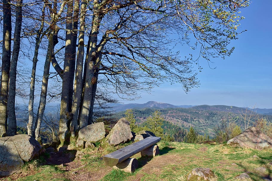 Cliff under a tree