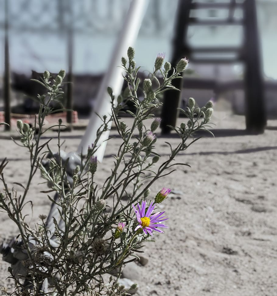 Flower, Daisy, Barrier, Prison, adversity, wire, imprisoned HD wallpaper