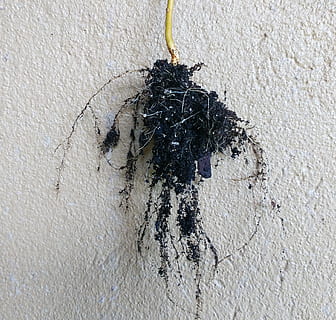roots, soil, stem, grow, growth, nature, dirt, life, environment HD wallpaper