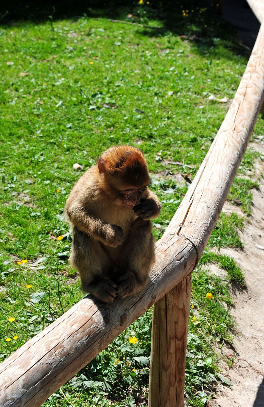 monkey, monkey mountain, salem, monkey baby, nature, animal HD wallpaper