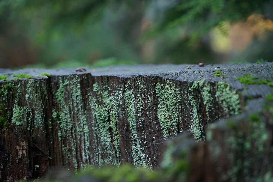 moss, trees, forest, macro, natural, plant, wood - material HD wallpaper
