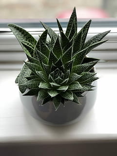 green leafed plant in white ceramic vase near window shallow focus photography HD wallpaper