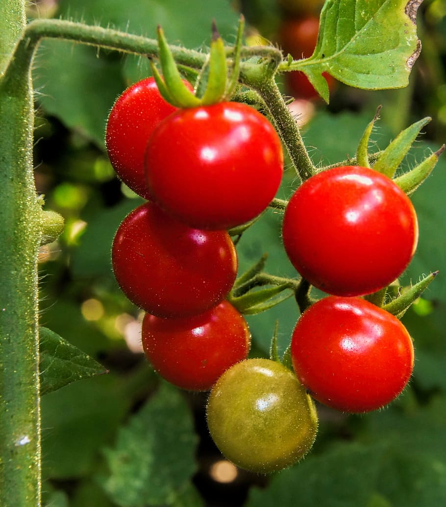 cherry tomato, red, food, vegetable, fresh, diet, vegetarian HD wallpaper