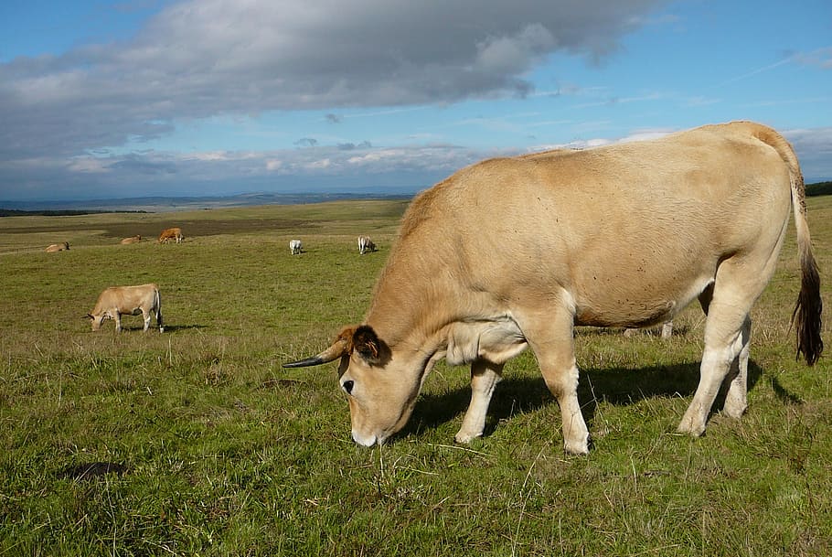Cow, Field, Cattle, Animals, pre, prairie, pasture, browse HD wallpaper