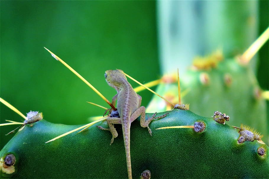 Reptile, Tiny, Lizard, Cactus, tiny lizard, green, wildlife HD wallpaper