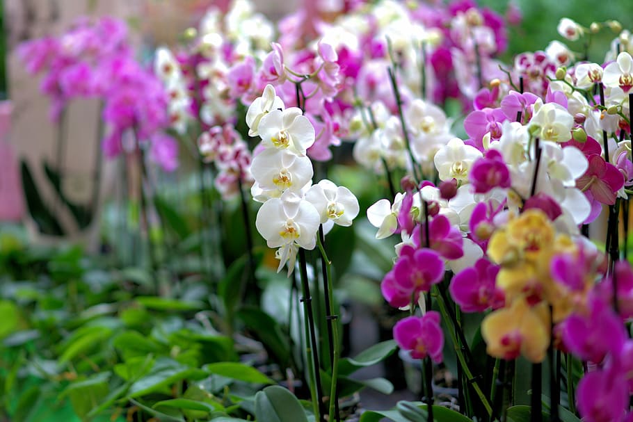 white and purple orchid flowers, blossom, bloom, plant, nature