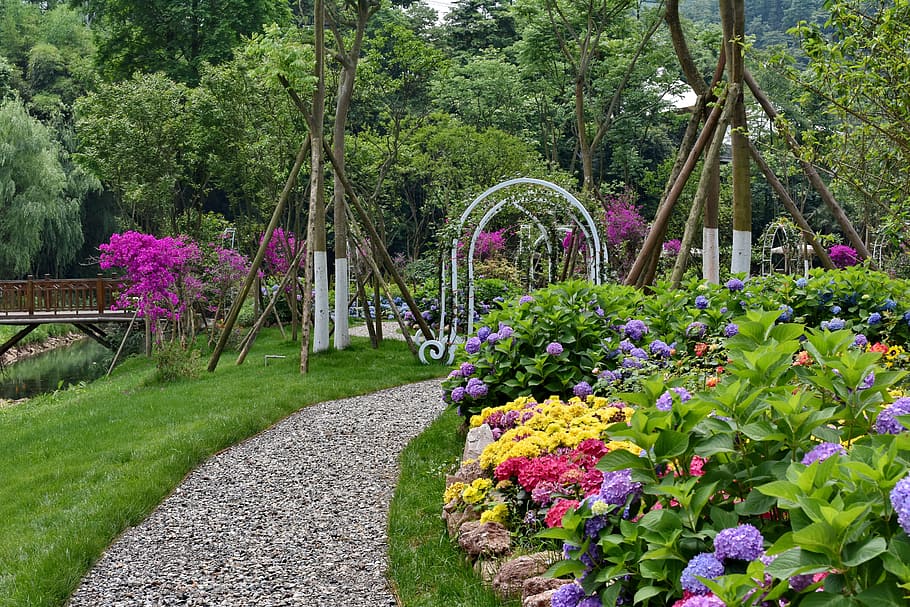 flowers, hydrangea, trail, plant, tree, growth, flowering plant HD wallpaper