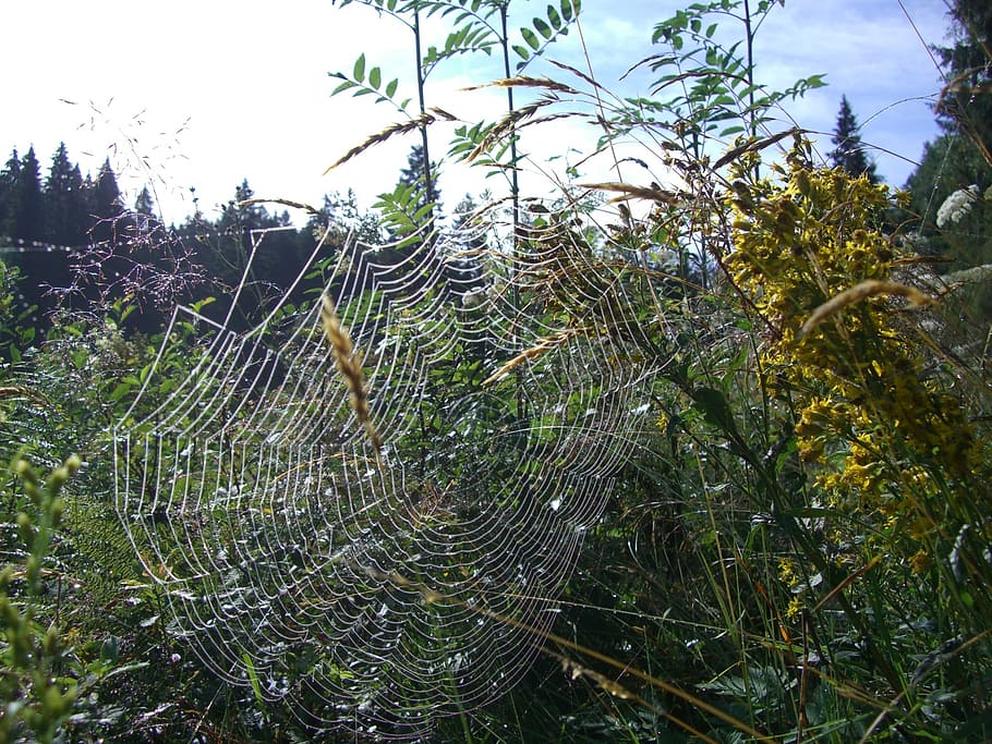 cobweb, orb web, spider, network, herbs, bush, spruce, black forest HD wallpaper