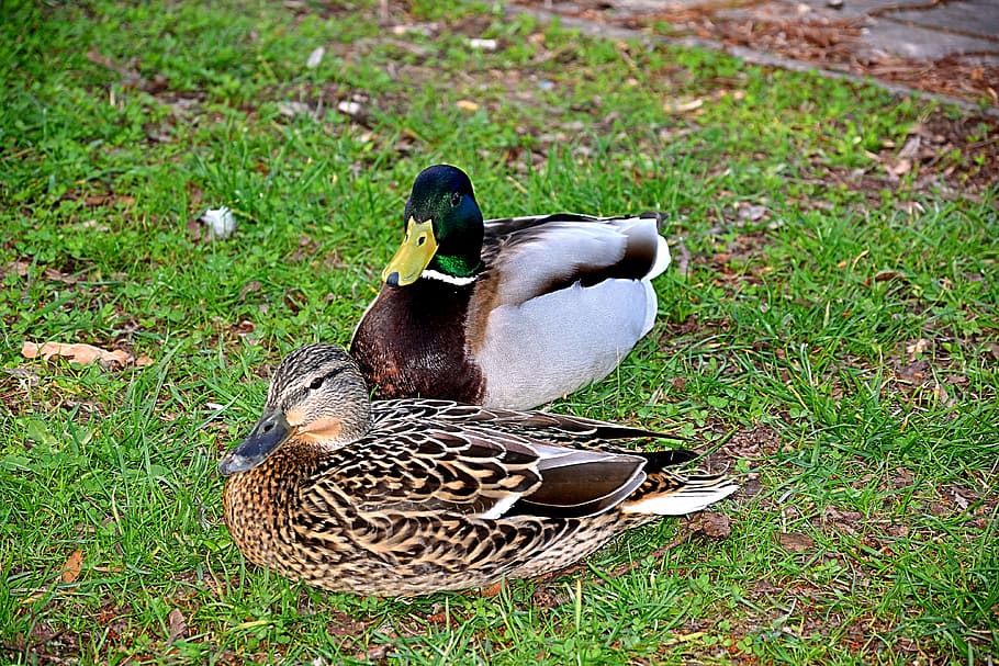 pair of ducks, spring, lovers, animal themes, bird, vertebrate HD wallpaper