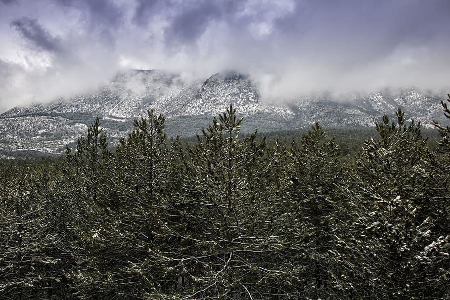 nature, landscape, tree, sky, outdoor, plant, fog, mountain HD wallpaper