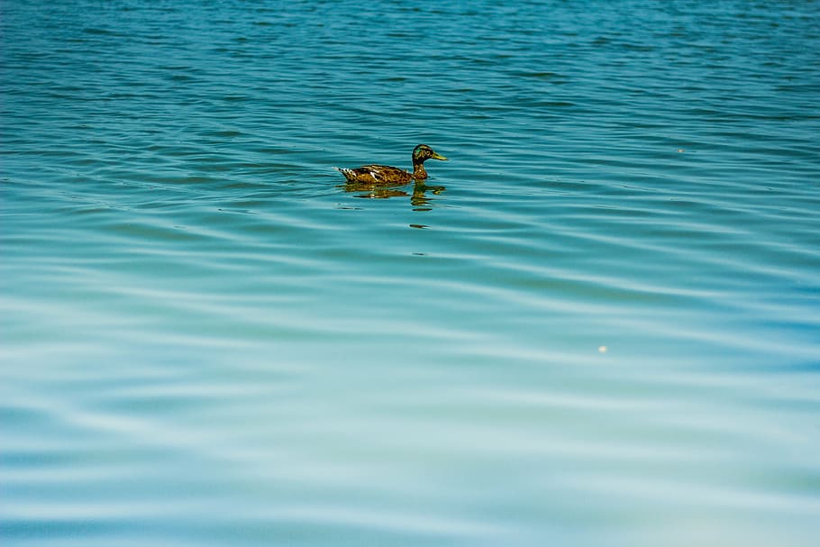duck, ticks, water, lagoon, lake, nature, pond, sea, reflection, HD wallpaper