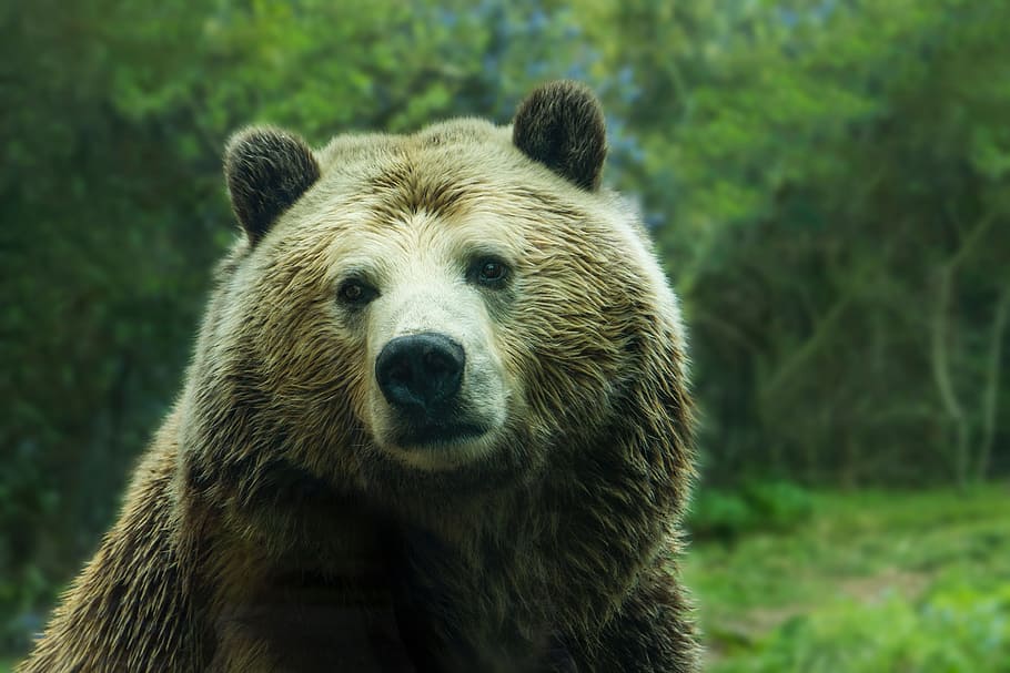 macro shot photography of brown bear, panda, wildlife, animal