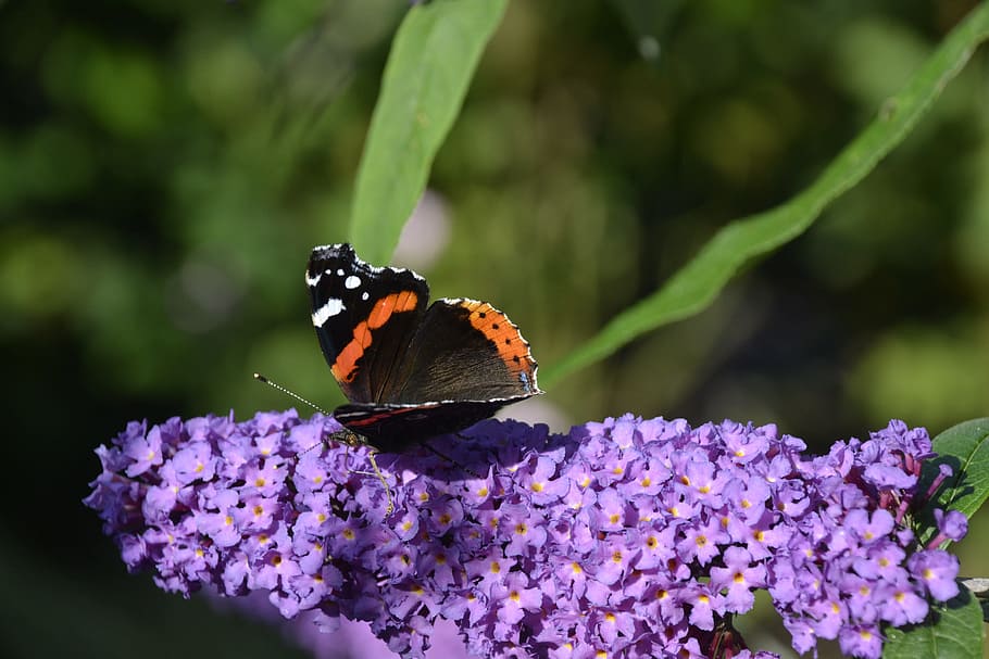 butterfly, flower, sums, animal wildlife, flowering plant, animal themes HD wallpaper