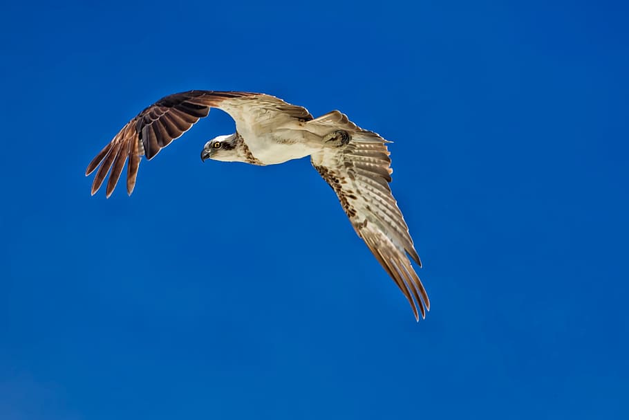 Birds Of Prey, Flight, Osprey, a sharp eye, blue sky, widi islands, HD wallpaper