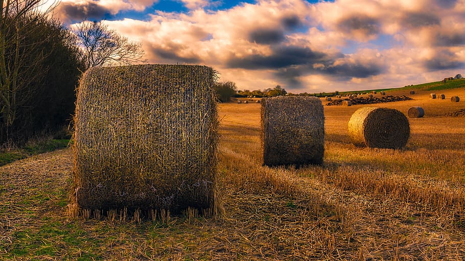 bales, hay, field, plant, agriculture, land, landscape, cloud - sky HD wallpaper