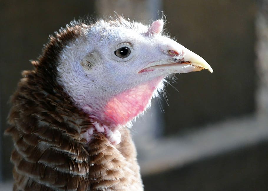 Bird, Turkey, Feather, Animal, Livestock, thanksgiving, head, HD wallpaper