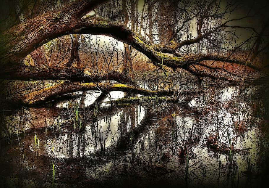 landscape photo of tree on body of water, swamp, nature, trees HD wallpaper