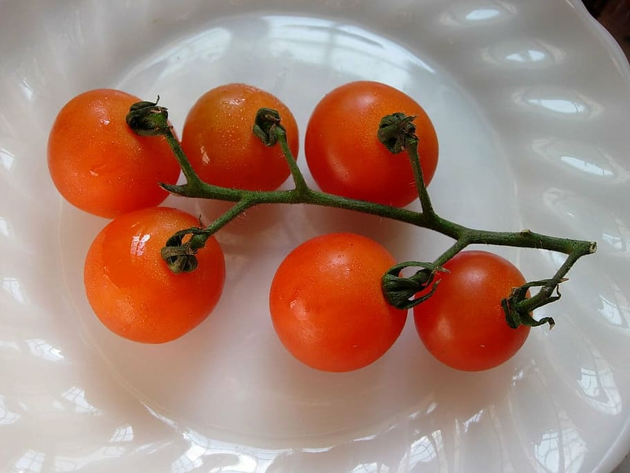 tomatoes, vine, vegetable, ripe, fresh, healthy, vegetarian HD wallpaper