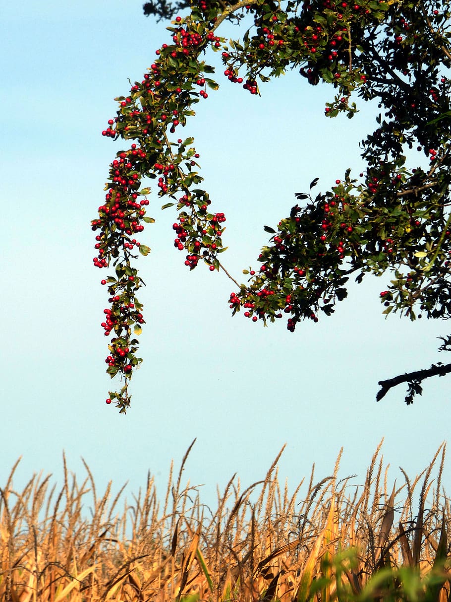 berries, red, sky, blue, corn, fruit, leaves, nature, plant HD wallpaper