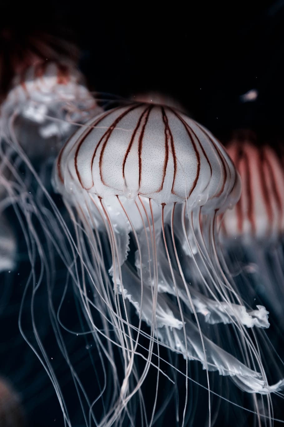 three jellyfish closeup photo, grey jelly fish, white, brown HD wallpaper