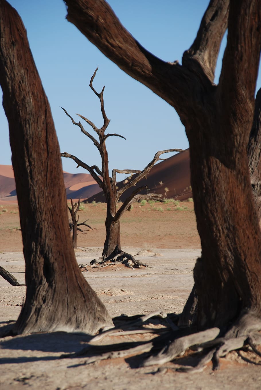 brown bare trees, forest, desert, africa, etosha national park HD wallpaper