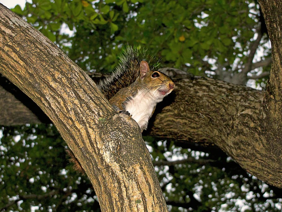 squirrel, tree, rodent, nature, animal, wildlife, outdoors HD wallpaper