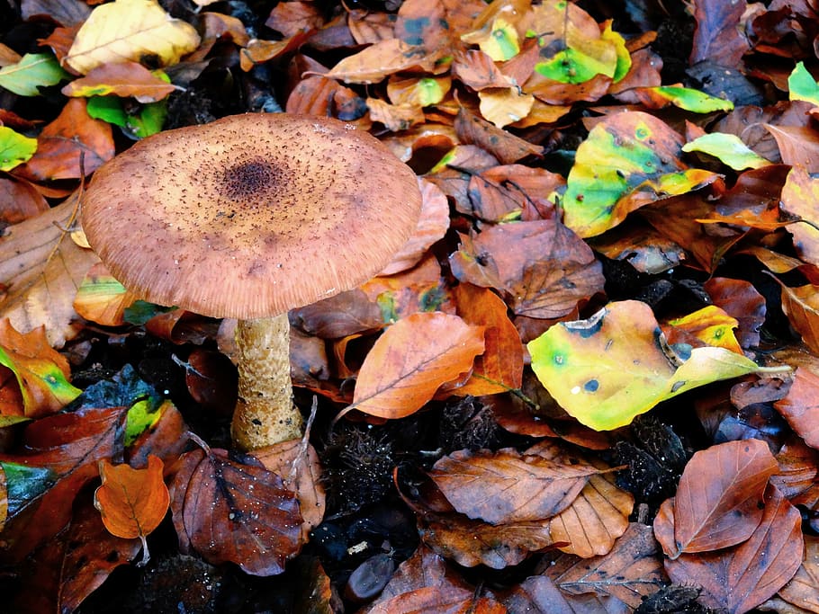 mushroom, autumn, forest, leaves, nature, herbstimpression, HD wallpaper