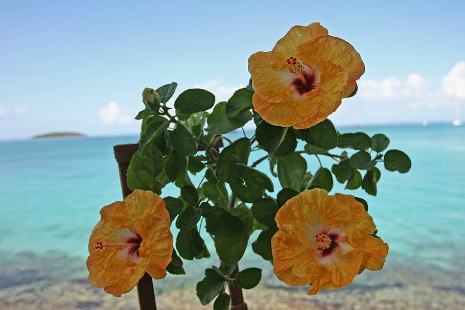 Guadeloupe, Hibiscus, Sea, sky, flower, nature, water, leaf, HD wallpaper