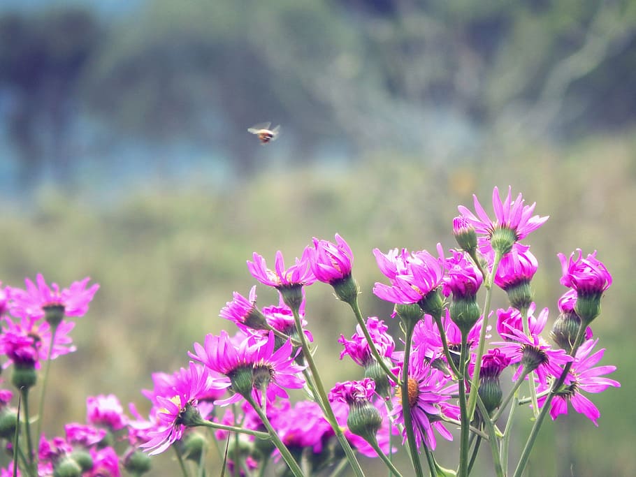 flowers, spring, bee, pink flower, nature, summer, plant, purple HD wallpaper