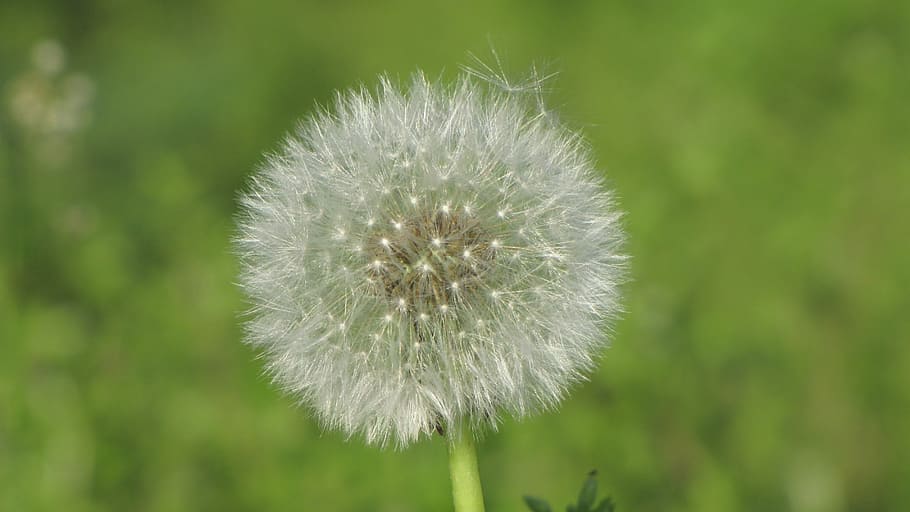 sonchus oleraceus, dandelion, spring, wind, seeds, flower, freshness HD wallpaper