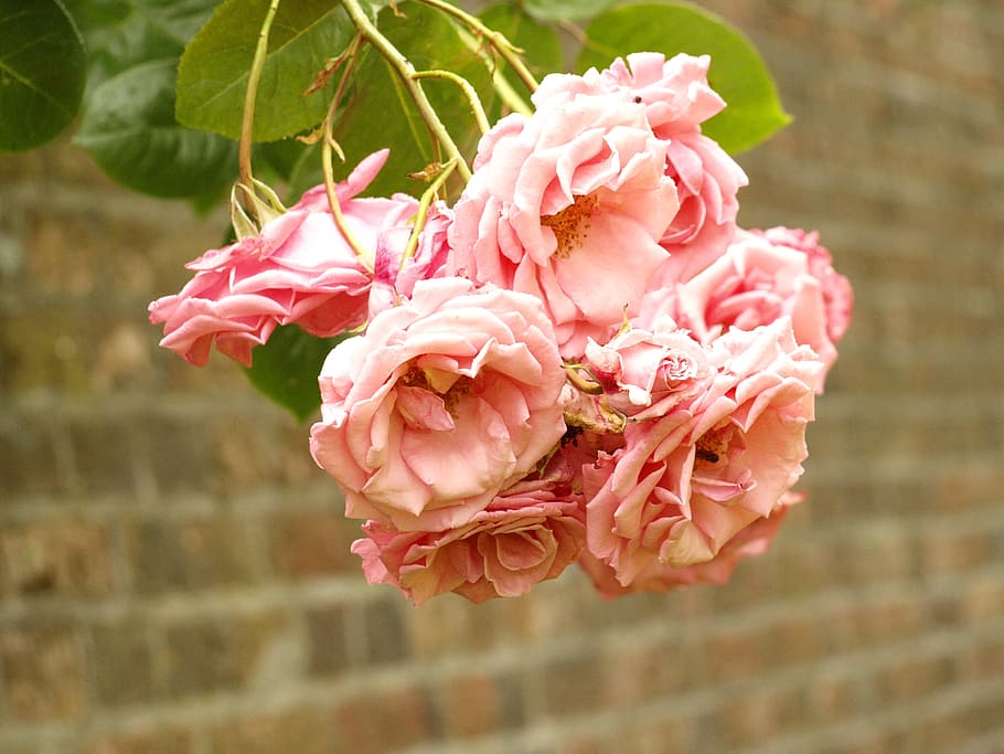 Roses, Flower, red, pink color, rose - flower, peony, fragility HD wallpaper